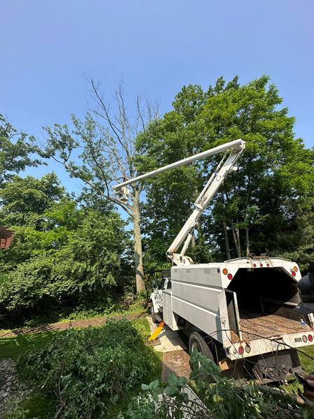 bucket truck tree removal service
