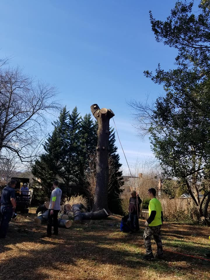 Tree removal service removing large tree near residential home