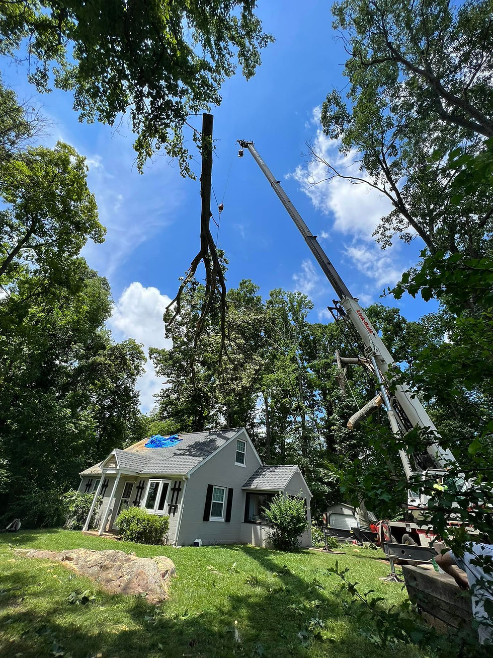 Crane tree removal service in Culpeper, VA handling large trees