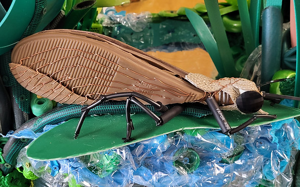 Netspinning Caddisfly - Oecetis nocturna.jpg