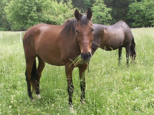 Two horses grazing