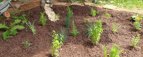 VCAP Rain Garden_edited.jpg