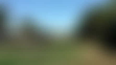 Tatura, Australia, tomato picking