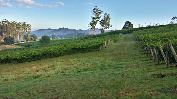 Tamar Valley, Australia, grapes picking
