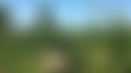 Kyabram, Australia, apricots picking