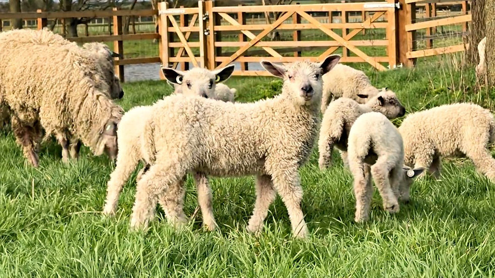 Harrison Spinks Wensleydale sheep on their Farm