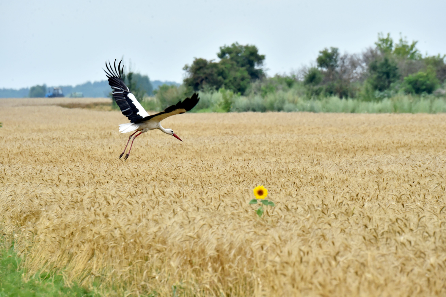 WHEAT-UKRAINE-GettyImages-482129804.webp