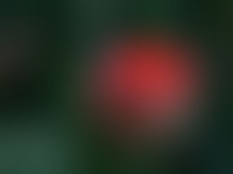 Fleur rouge qui évoque le fait d’avoir un marketing joyeux