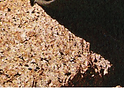 gridlayingphotohigherdpi-04.png