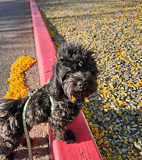 jojo pic for website.jpg