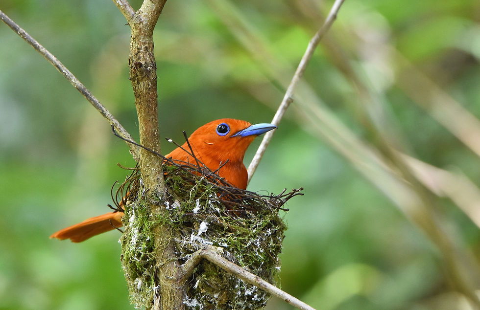 Rufous Paradise Flycatcher. Taken in Naawan, Misamis Oriental