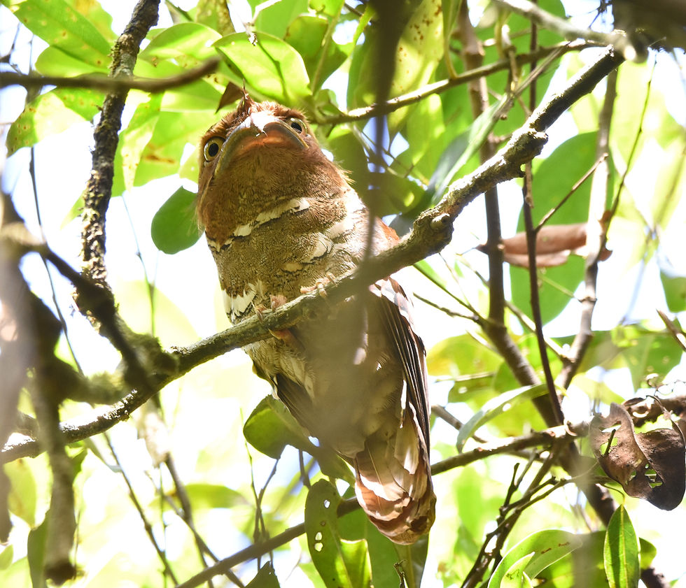 Philippine Frog Mouth. Taken in Sikatuna Forest Park, Bohol