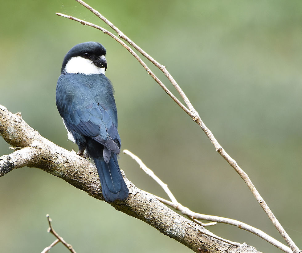 Philippine Falconet. Taken in Mt Kitanglad, Bukidnon
