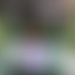 Ginseng Flower Essences