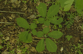 GINSENG 9.tiff