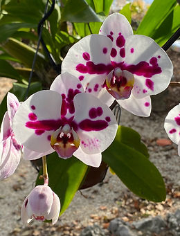 orchid