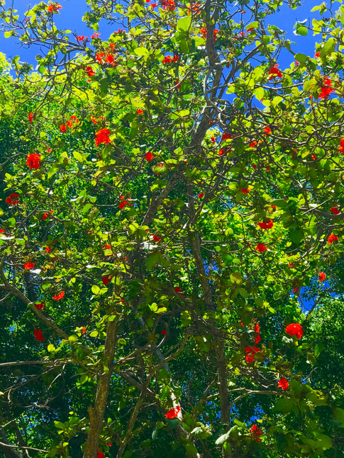 Geiger Tree