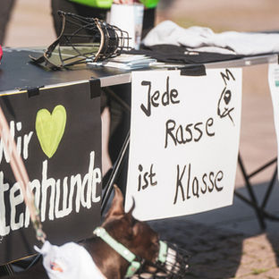 Misunderstood, condemned... loved: How listed dogs are unfairly singled out