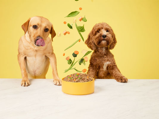 Warum frische Hundenahrung mehr als ein Trend ist – und was sie für die Gesundheit deines Hundes bedeutet.