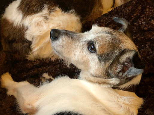 GRATITUDE IN THE QUIET OF THE MORNING.