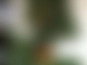 THE HOLLY AND THE IVY