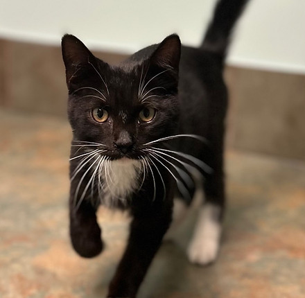 tuxedo jack.jpeg