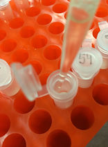 DNA extraction