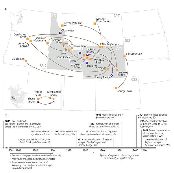 Jesmer et al Science bighorn sheep and moose translocation map