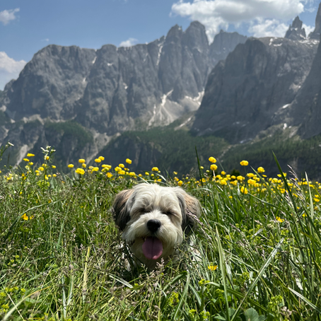 Der Havaneser als Anfängerhund – Ja oder nein?