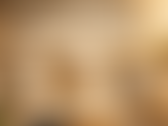 drei havaneser, ein welpe ein junghund und ein senior