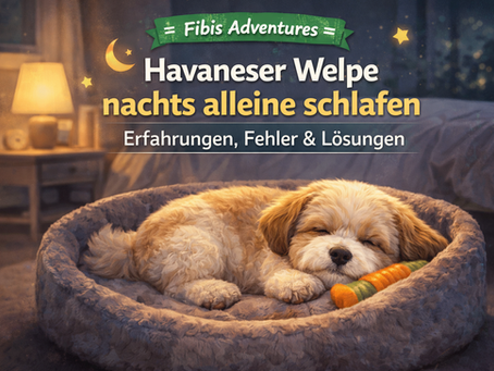 Havaneser Welpe schläft nachts entspannt im Körbchen neben dem Bett