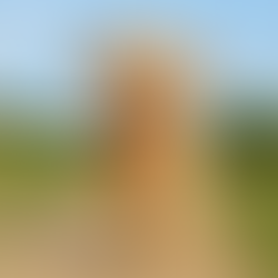 Goldendoodle Haltung & Bewegungsbedarf – So sieht unser Alltag mit Krümel aus