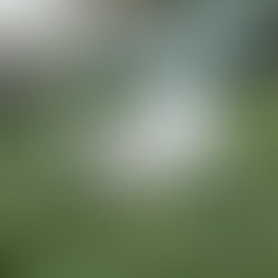 Sind Havaneser Kläffer? Unsere ehrliche Erfahrung mit Fibi