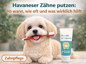 Havaneser Zahnpflege – kleiner Havaneser mit Zahnbürste und Hundezahnpasta