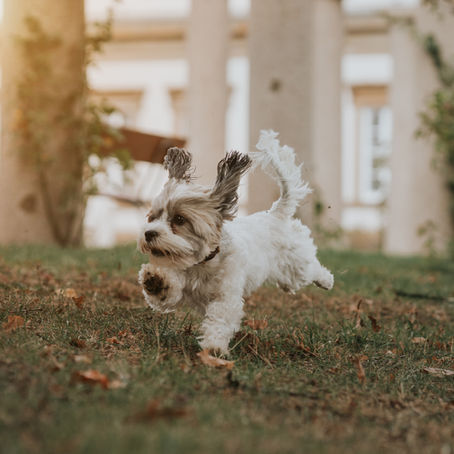 Kniescheibe springt raus Hund - 5 Tipps, die helfen können