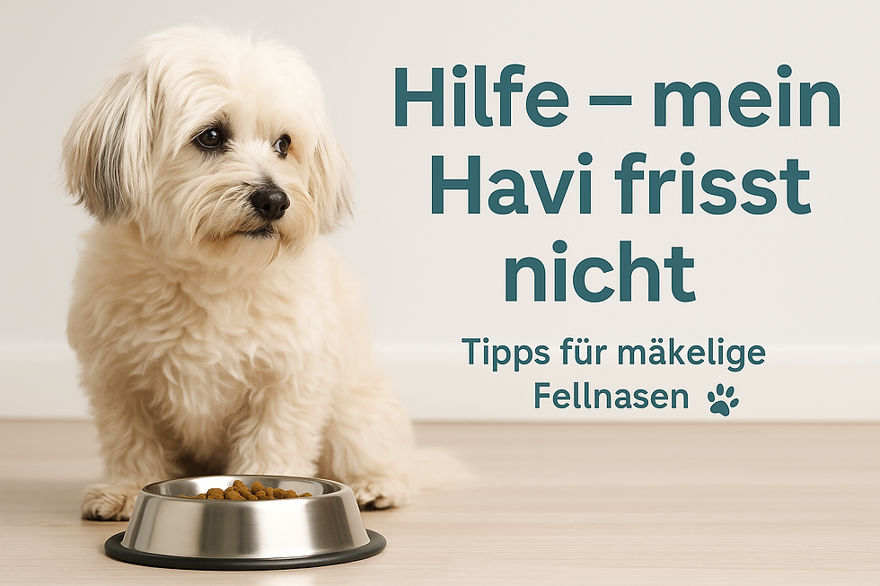 Hilfe, mein Havi frisst nicht! – Unsere Tipps für mäkelige Havaneser