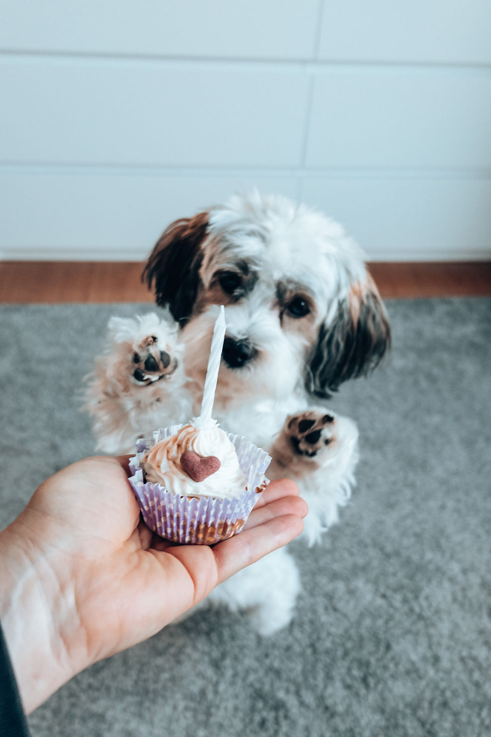 Havaneser ausgewachsen