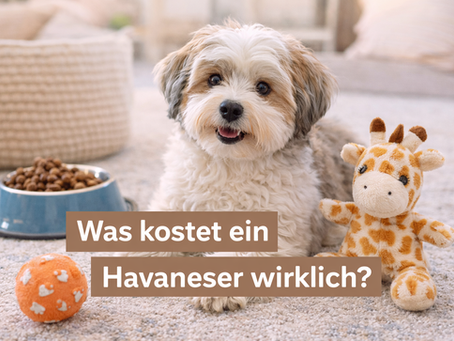 Havaneser Welpe mit Hundezubehör wie Napf, Spielzeug und Körbchen