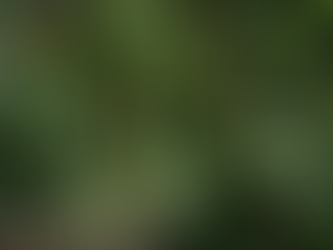  17 de julho: um chamado à proteção das florestas e a luta pela sustentabilidade