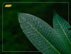 Ingredientes cosméticos e biodiversidade brasileira: origens, classificações e uso sustentável de matérias-primas