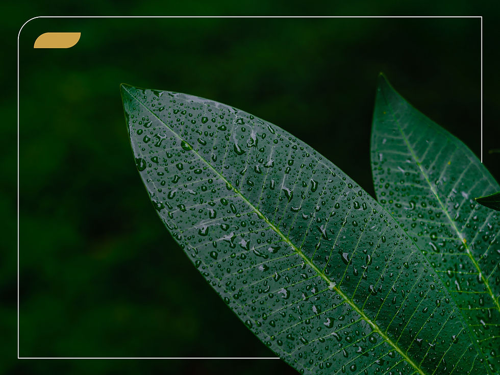 Ingredientes cosméticos e biodiversidade brasileira: origens, classificações e uso sustentável de matérias-primas