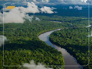 Créditos de Biodiversidade: o que sua empresa precisa saber sobre o novo mercado de ativos naturais