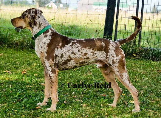 dog throwing up white chunks