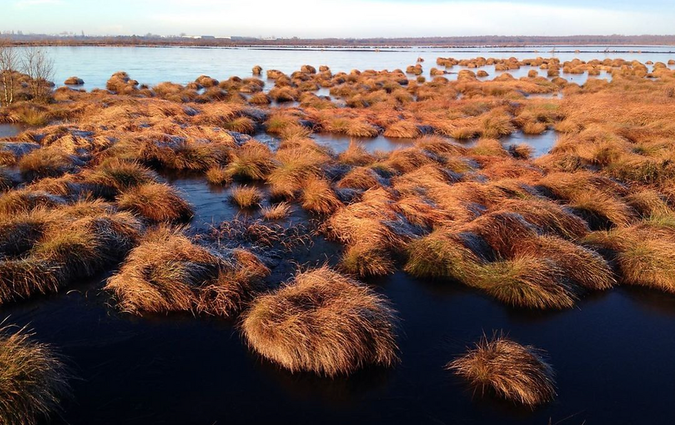 Peatlands.png