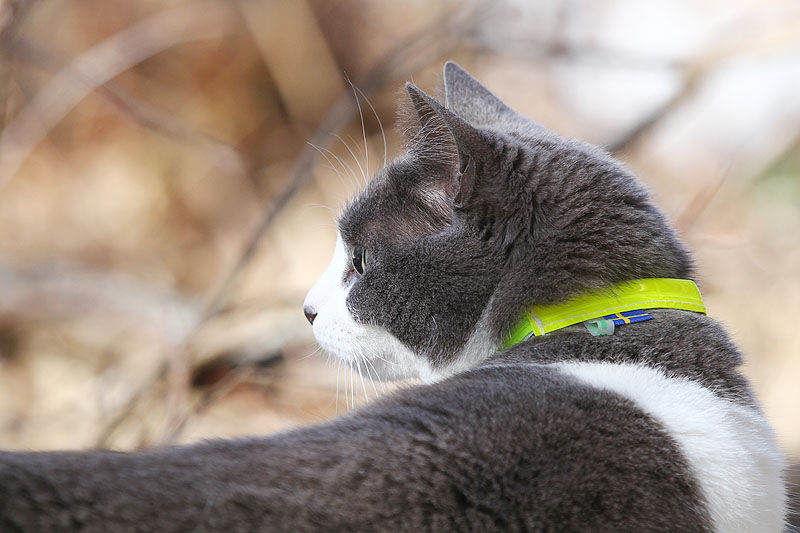 Thumbnail: Reflective Cat Collar