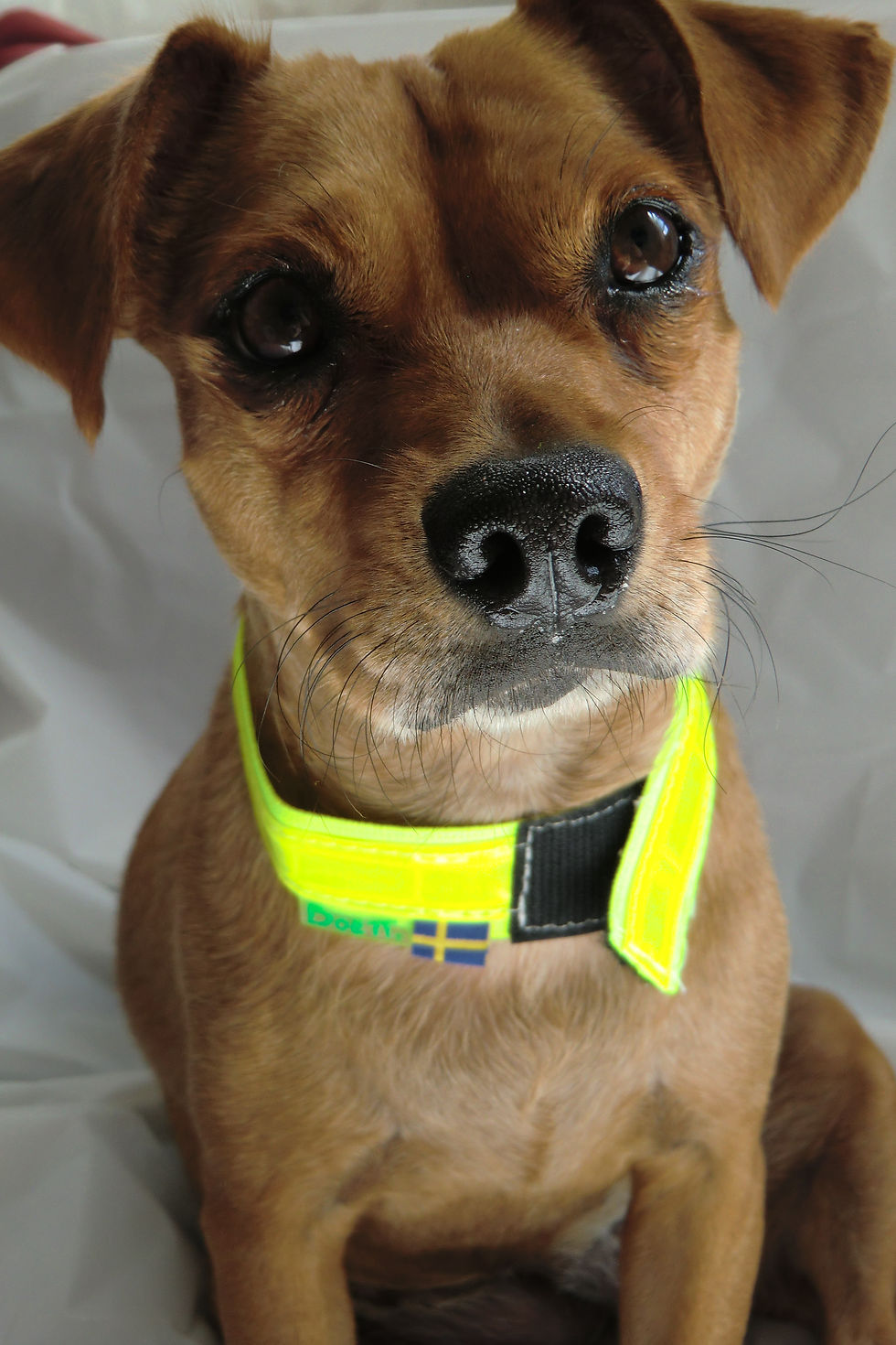 Thumbnail: Reflective Collar Velcro 1" width