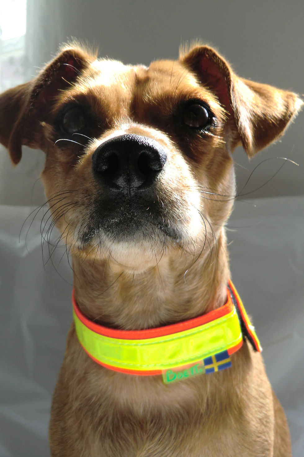 Thumbnail: Reflective Collar Velcro 1" width