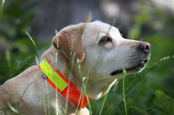 elastic collar-reflective.JPG