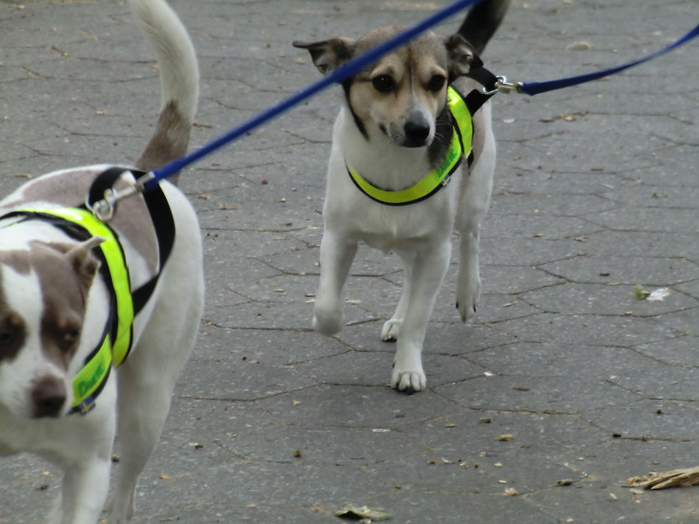 Thumbnail: Reflective Harness 2" width