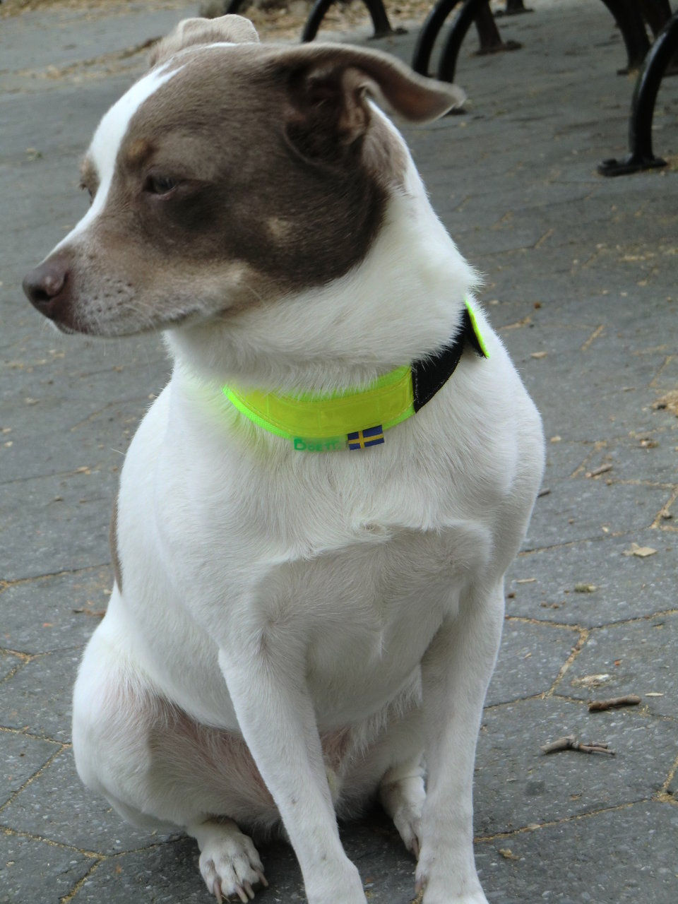 Thumbnail: Reflective Collar Velcro 2" width